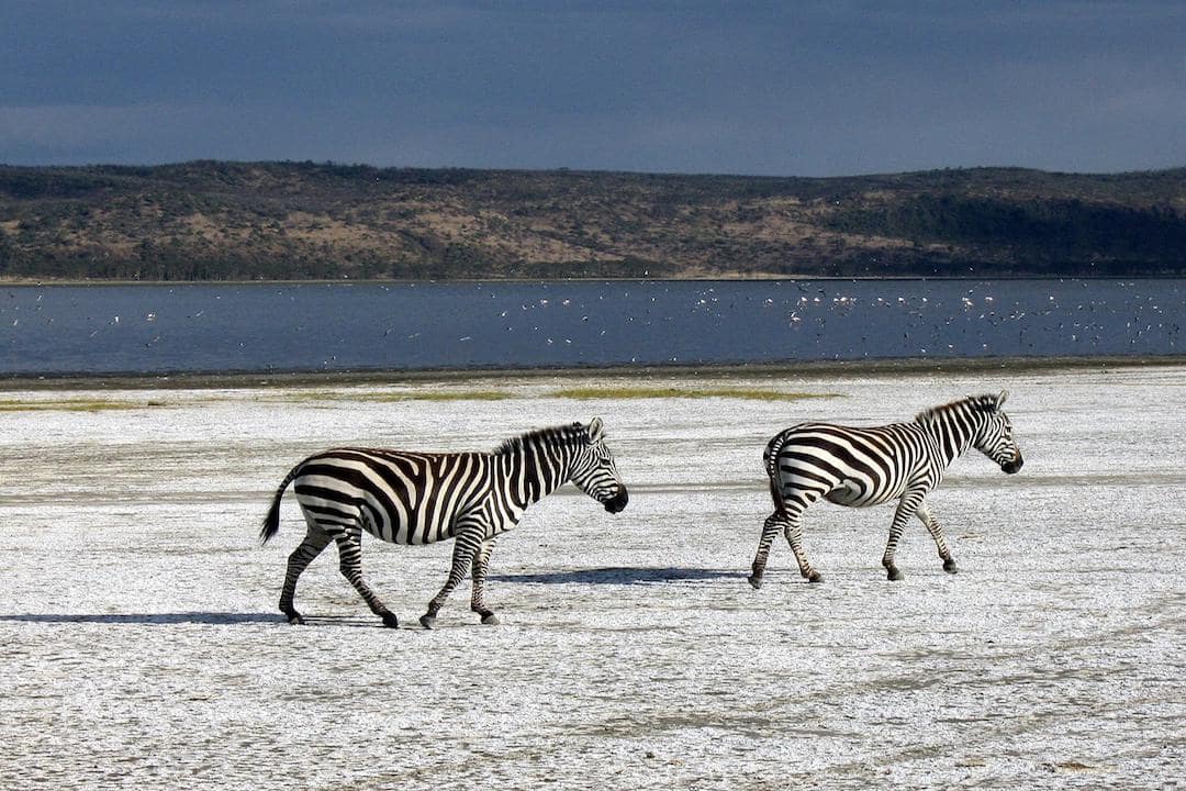 Two zebras walking across a plain near a body of water in Kenya