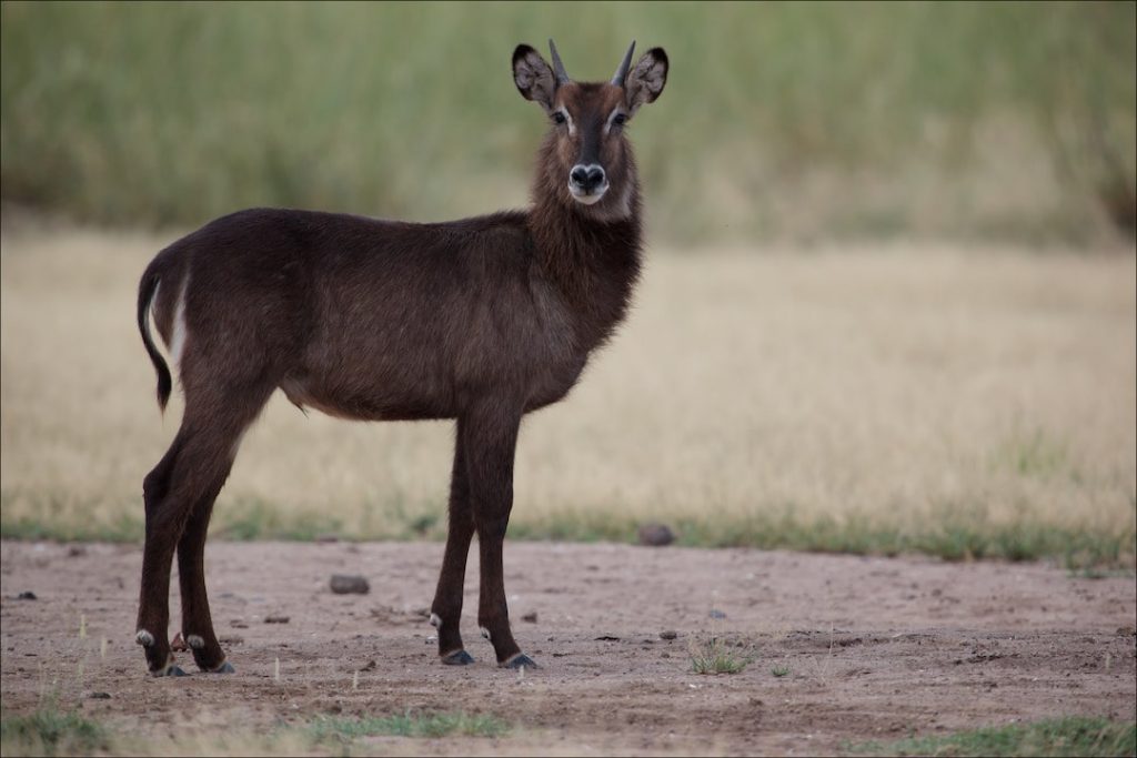 an antelope in the RIft Valley, Kenya