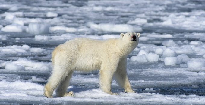 How to get to Antarctica from Argentina - TourRadar