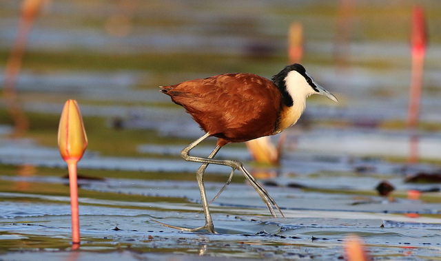 A bird with a brown body and white face and black crown walks along the river