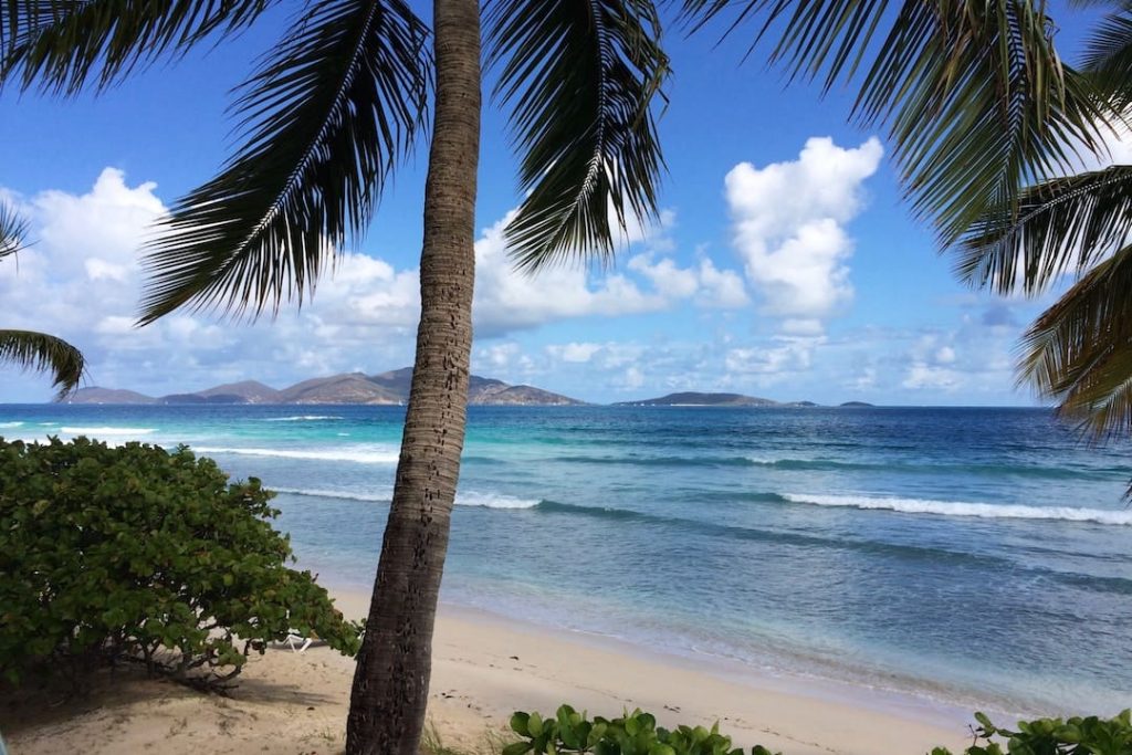 A palm tree on the beach of Tortola, British Virgin Islands