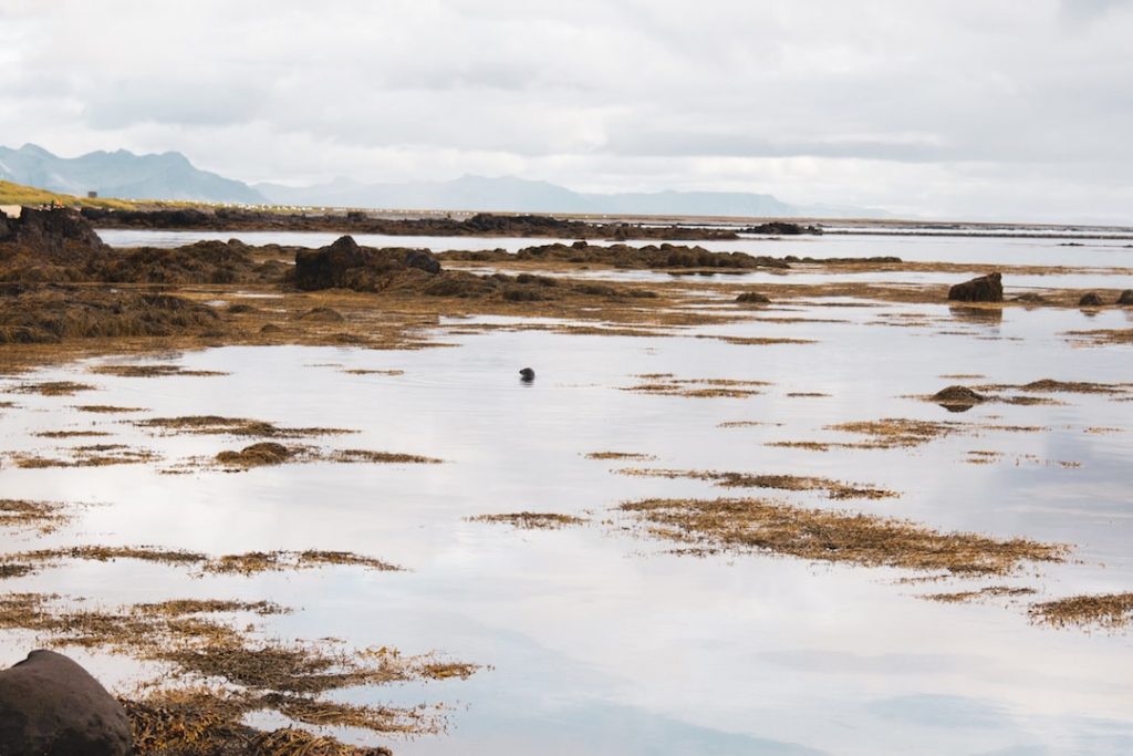 Ytri Tunga Beach, Iceland