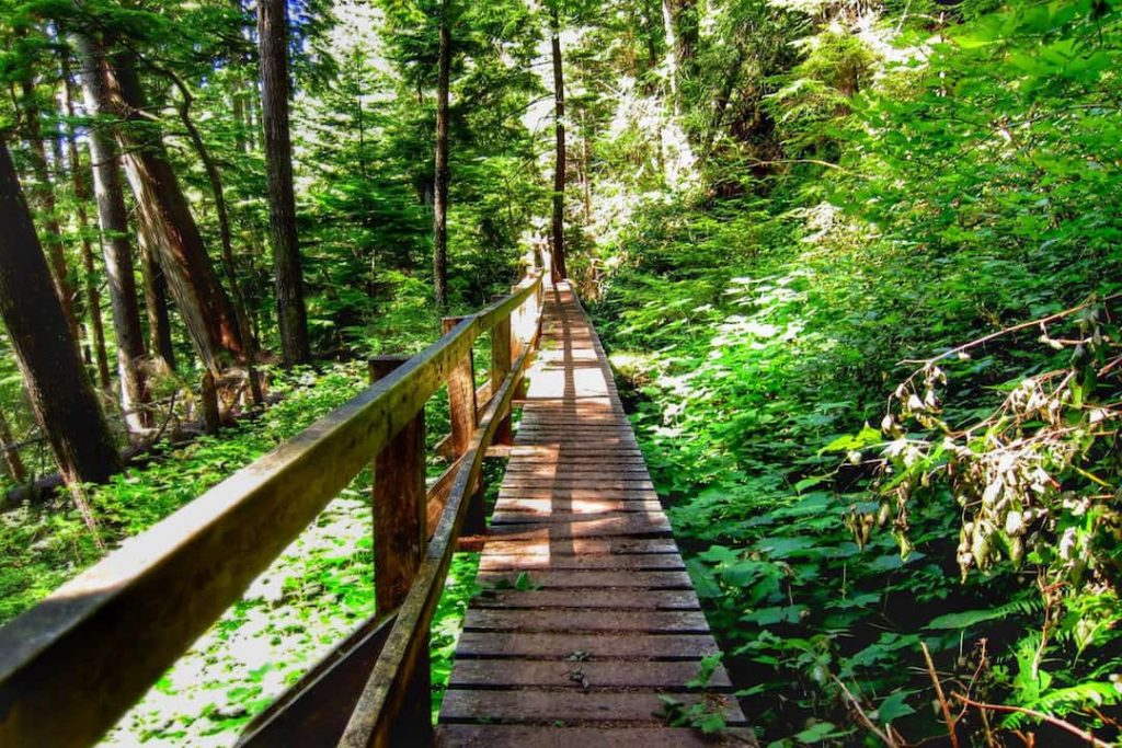 A bridge in a green forest on the West Coast Trail, Vancouver