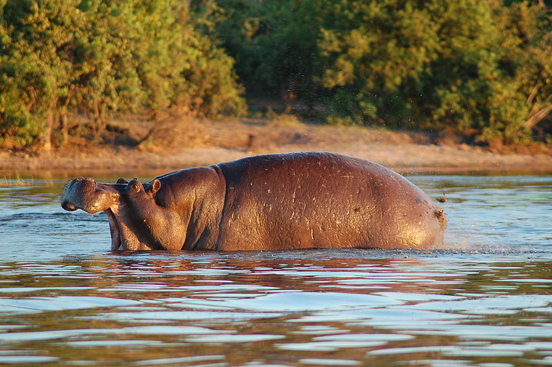 hippo submerged half way in the river with its jaws wide open