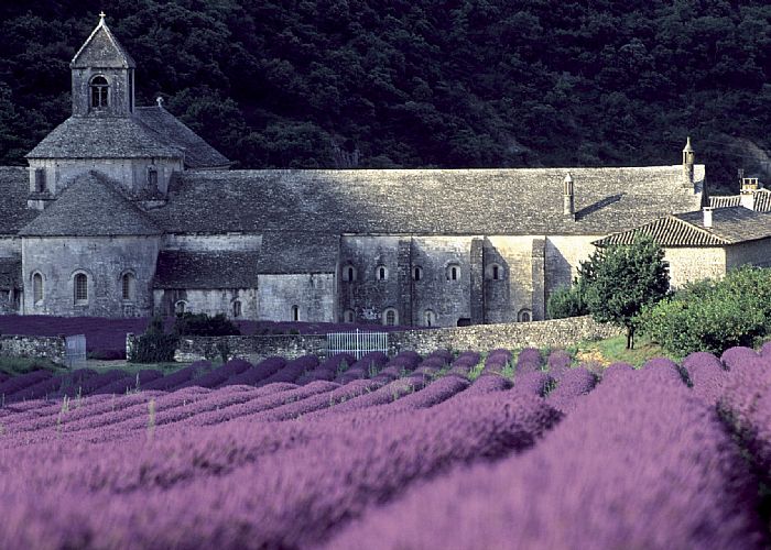 rows of blooming lavender flowers in front of a castle