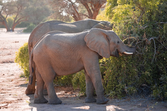 Two elephants in the Brandberg Mountains, Namibia