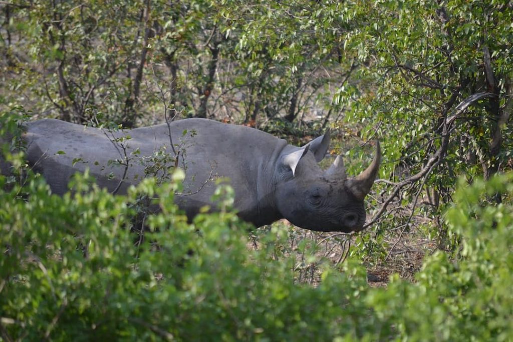 A rhino in Etosha National Park