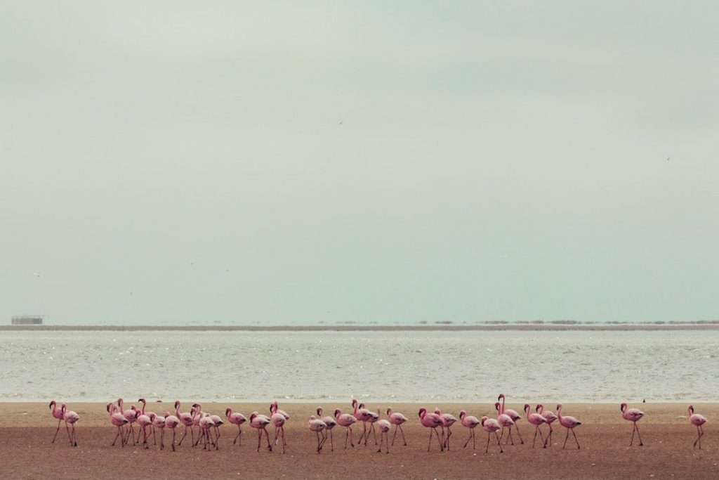 Flamingos on the beach in Windhoek, Namibia