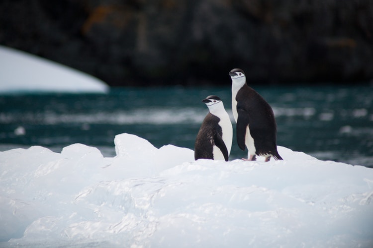 two chinstrap penguins standing on ice near body of water