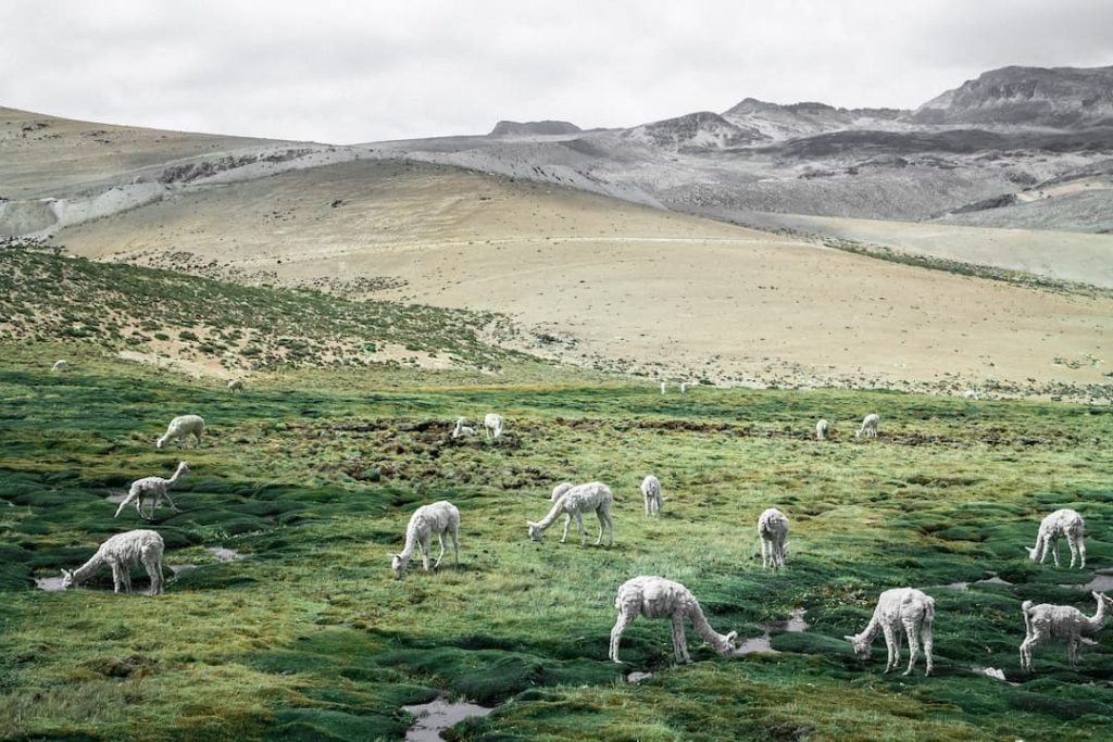 Llamas grazing in a field in Peru