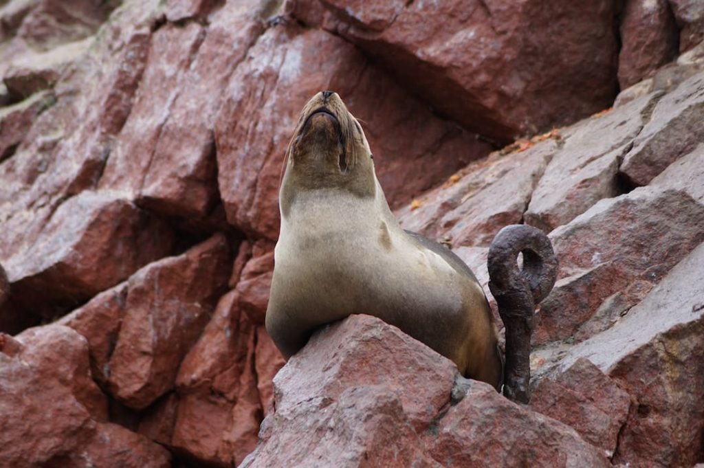 A seal in Peru