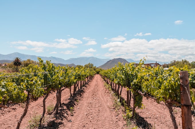 Vineyards in South Africa