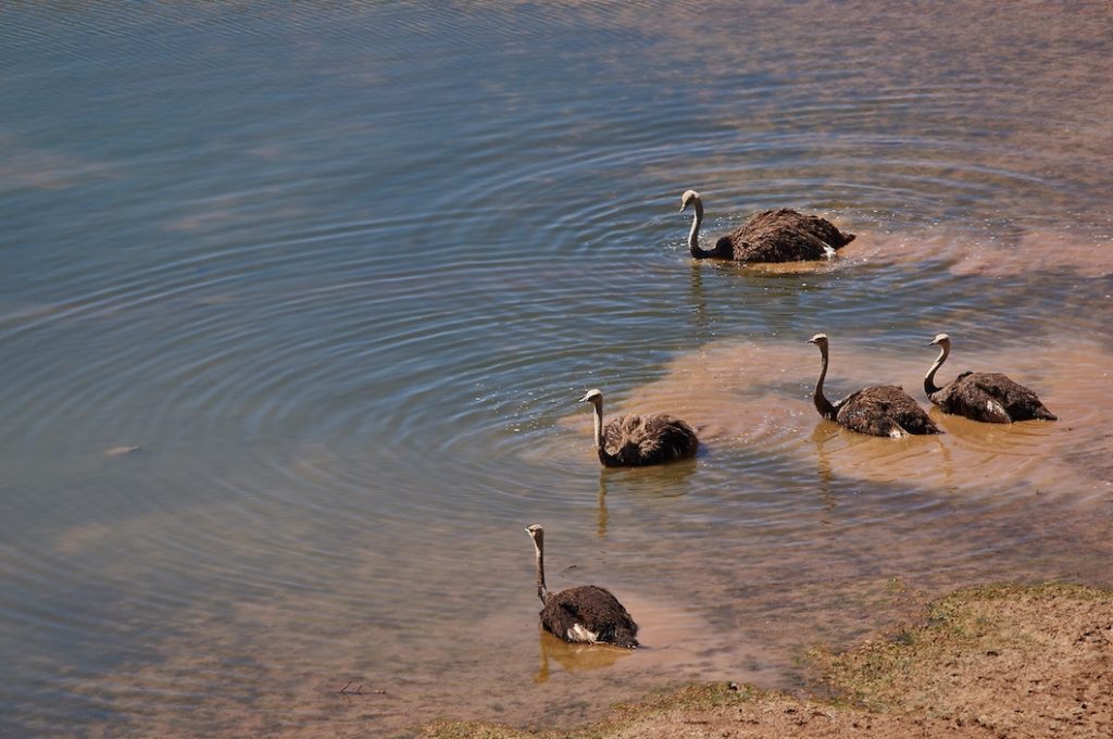 Ostriches-in-water