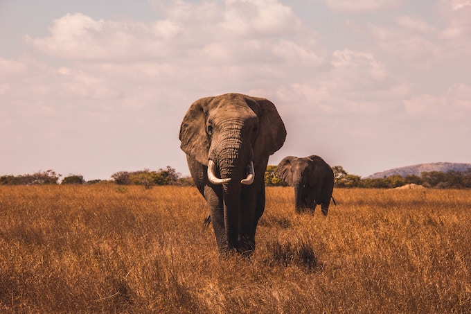 Two elephants walking towards the camera