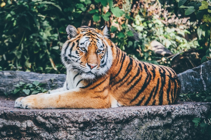 A tiger sitting on a rock