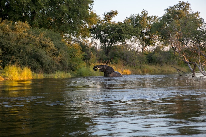 Ethical Animal Tourism is also about elephants