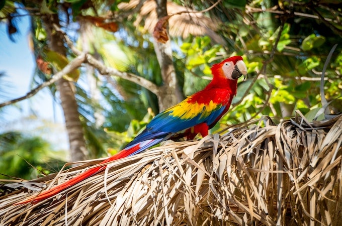 A scarlet macaw in Costa Rica