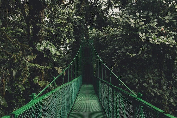 A green bridge in the rainforest in Costa Rica