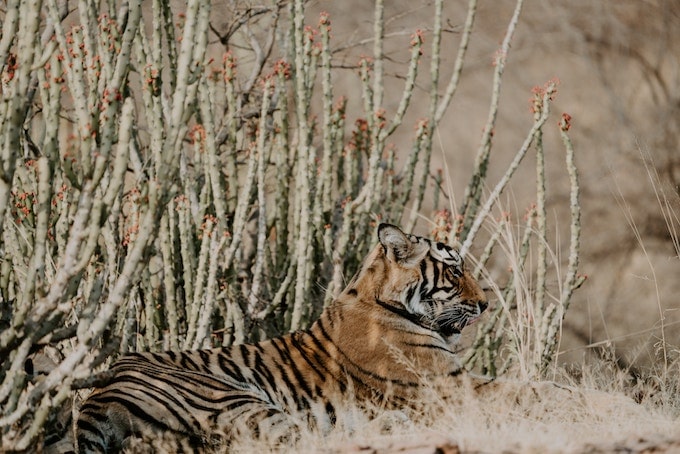 a tiger in Rathanmore National Park, India