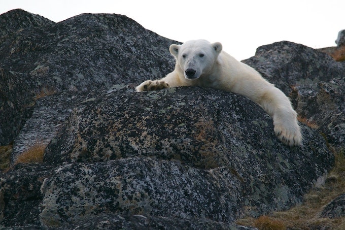 A polar bear on a rock in Svalbard, Norway