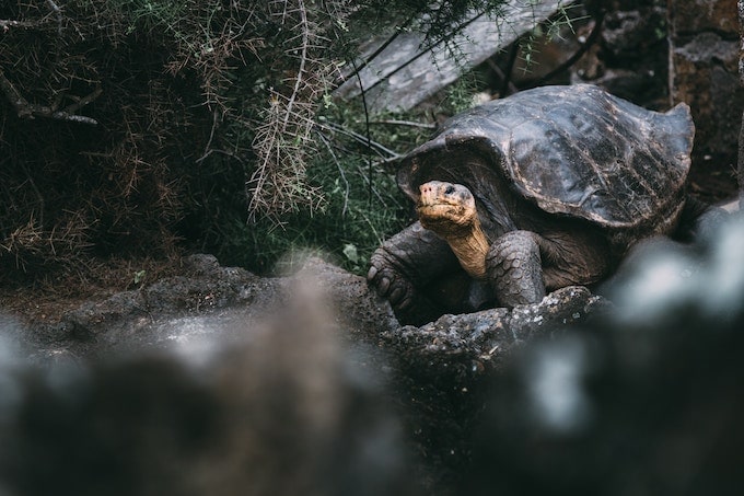 a giant tortoise in the galapagos islands