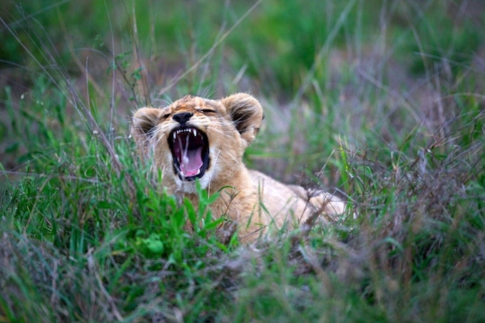 A lion cub yawning in Kruger, South Africa