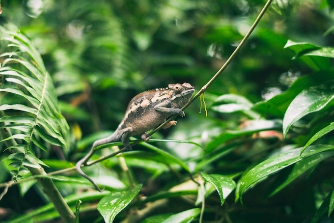 A chameleon on a green branch