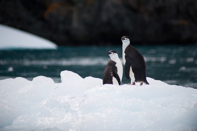 Two chinstrap penguins standing beside each other in Antarctica