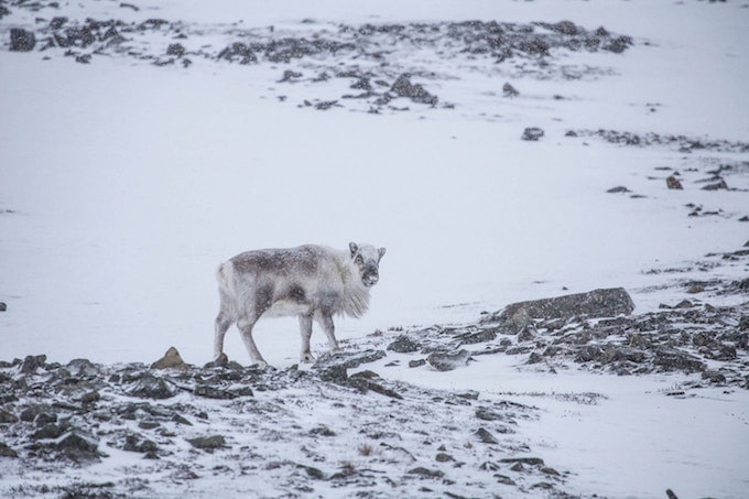 A female reindeer in Svalbard