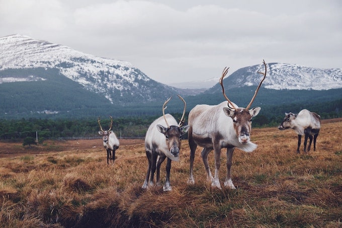 Reindeer Holidays: Our Favourite Reindeer Safaris