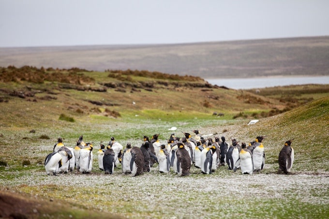 a flock of penguins in the Falkland Islands