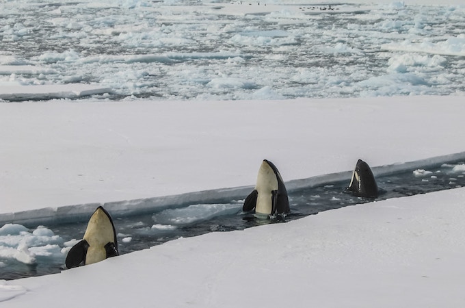 Three killer whales surfacing in search for food in antarctica