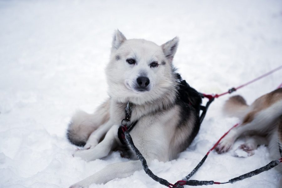 Single dog and a harness in Finland