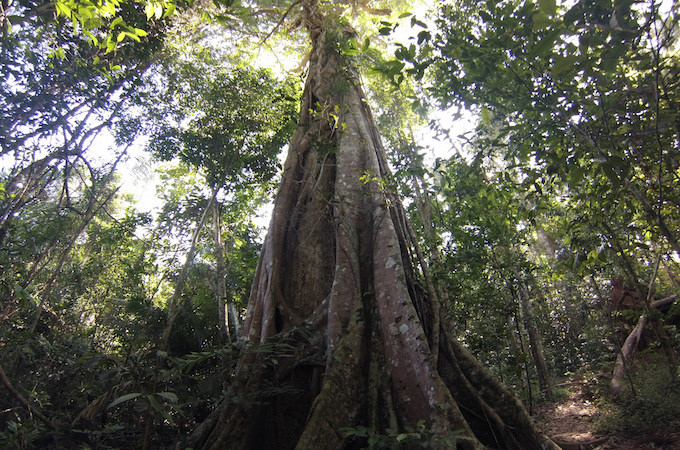 A large tree in Thailand