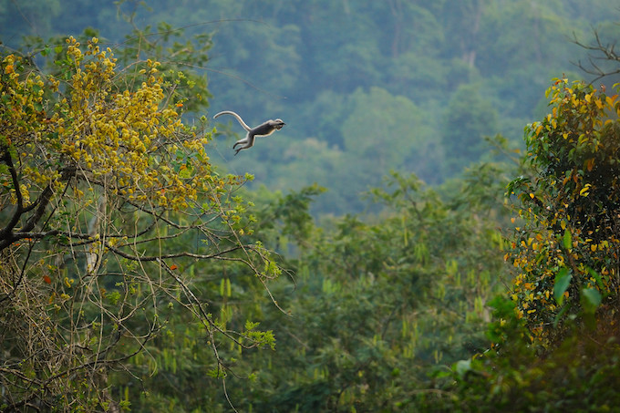 A lemur leaping from a tree in Kaeng Krachan National Park, Thailand