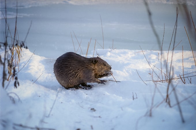 A beaver in Alberta