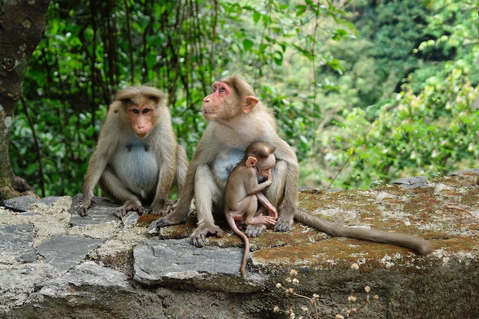 Three brown monkeys in Kerala, India