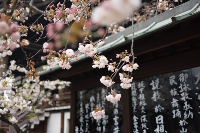 Cherry blossoms in front of a japanese temple