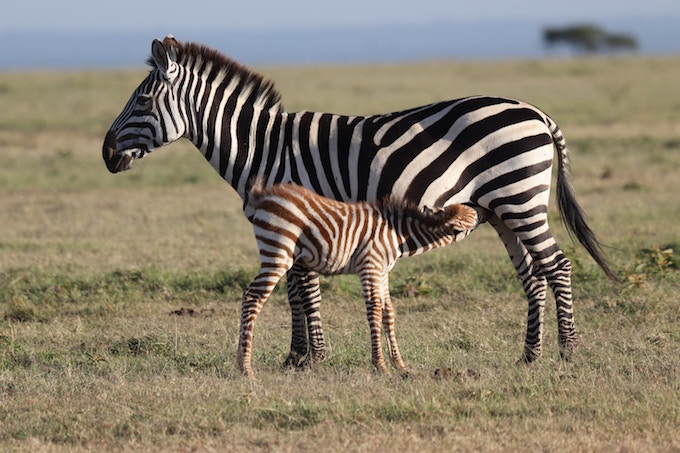 A baby zebra feeding