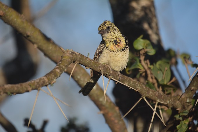 a small fluffy brown and beige yellow bird sits in a tree