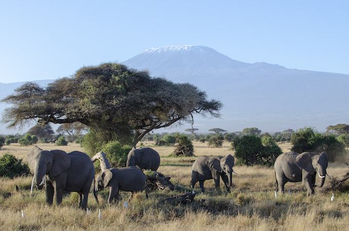 a number of elephants graze in tall grasses beside trees