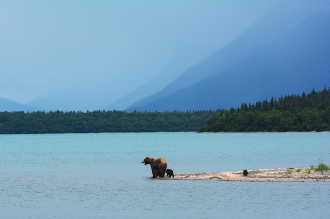 A bear with her two cubs at the base of a body of water in Alaska