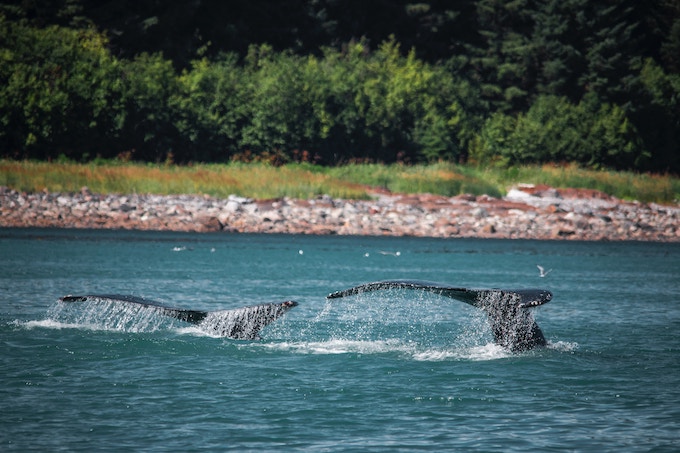 Two whale tails in Alaska