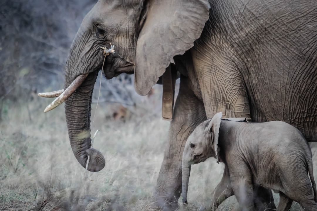 Elephant with calf by its side