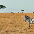 Zebra in the plains of Masai Mara National Reserve, Kenya