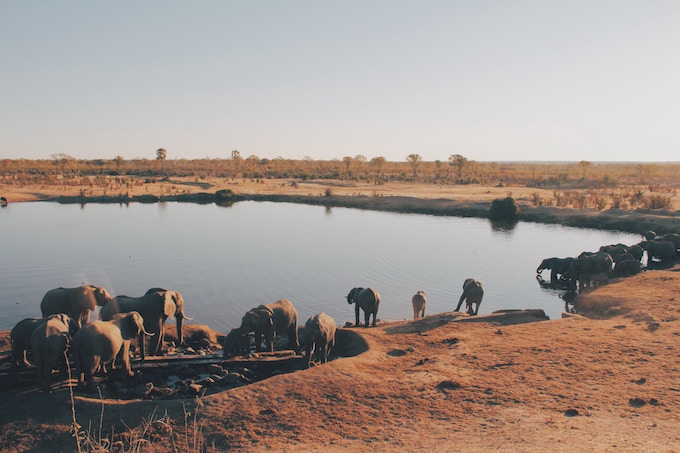 Elephants around a water hole in Africa