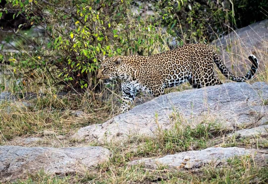 Leopard walking through forest