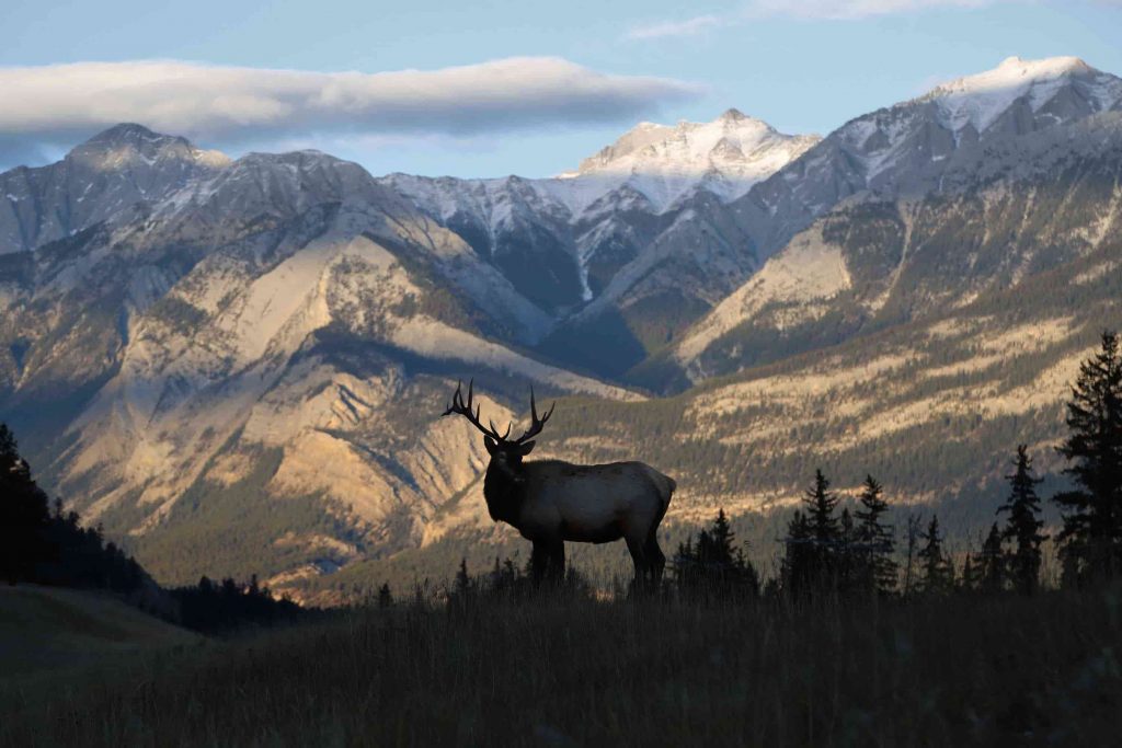 Elk with mountain peaks in the background