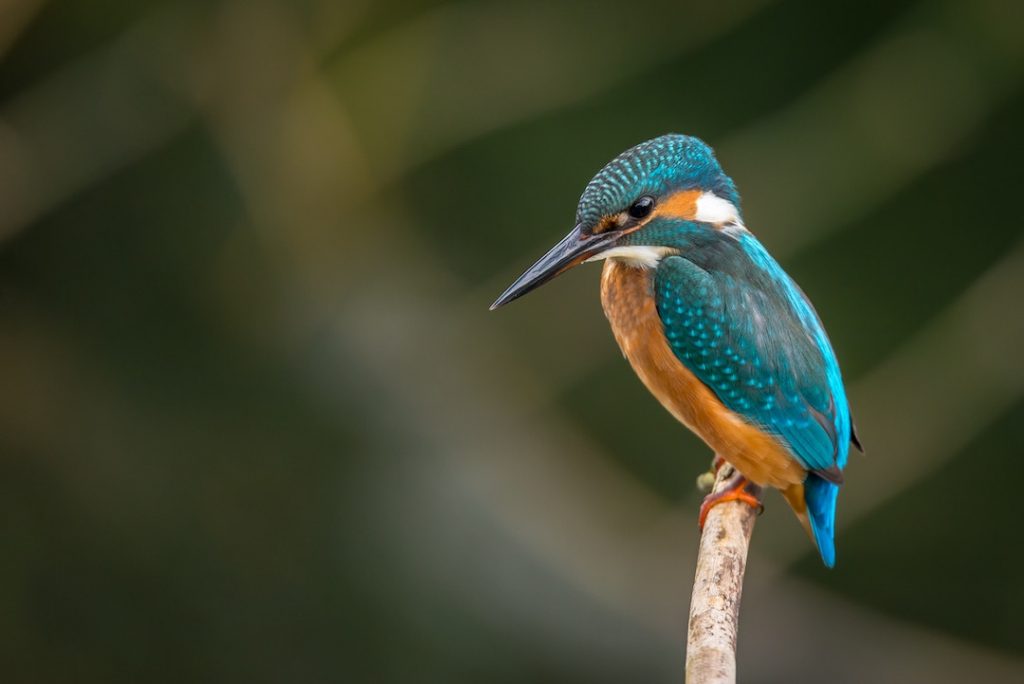 Blue kingfisher perched on a branch with bokeh background