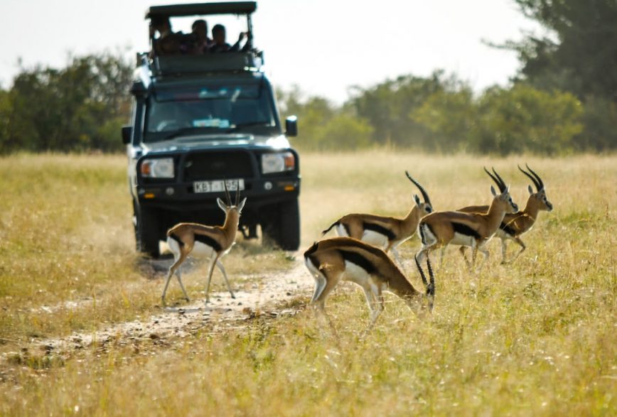 Essential First Time Safari Tips for Safaris in Kenya